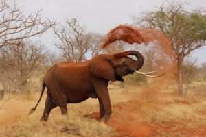 Interesting facts about Africa.